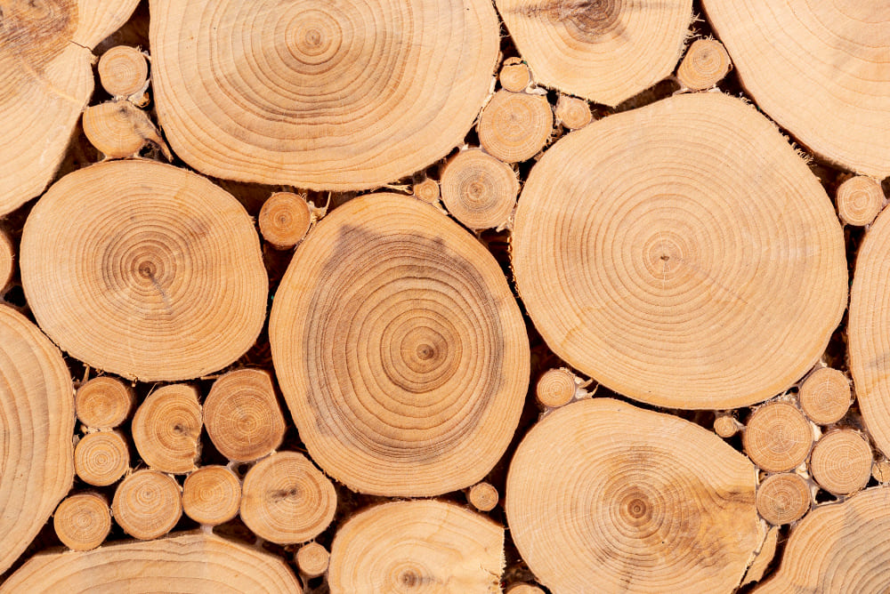Tarlo del legno: quando chiamare un professionista della disinfestazione?